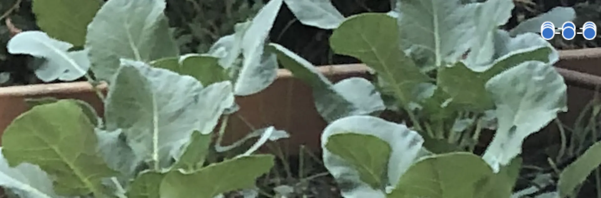 Broccoli plants, Barbara Kissinger Santos