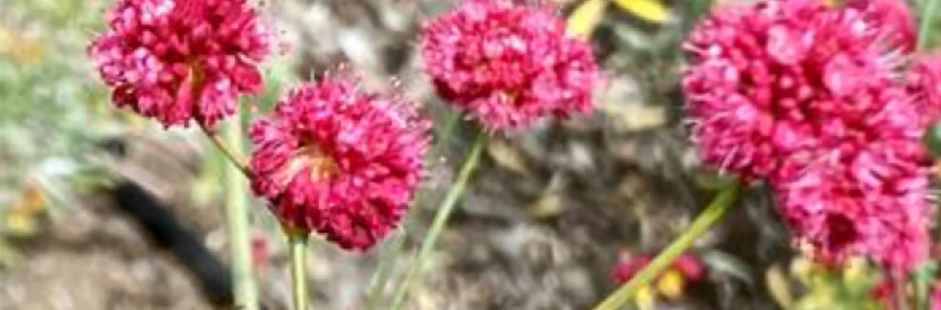 Bumblebee collecting nectar and pollen on a Red-Flowered Buckwheat plant