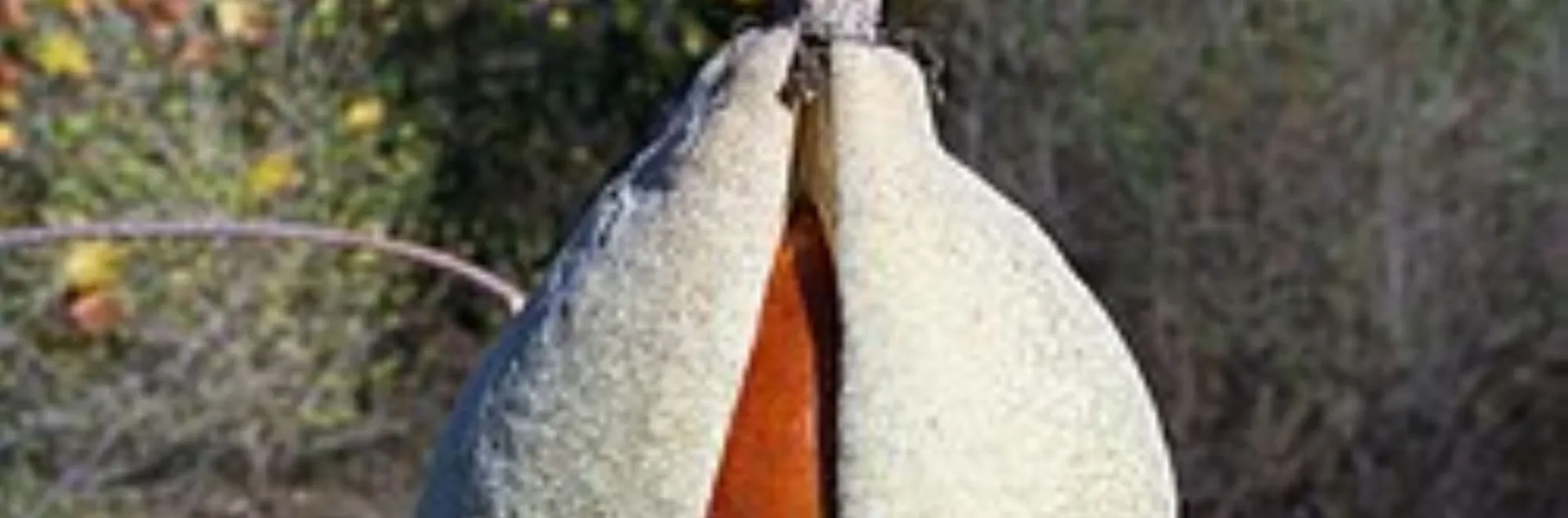 California Buckeye seed pod