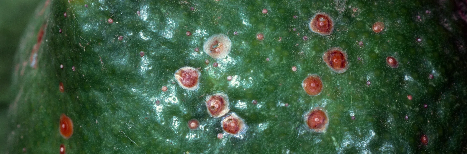 Close up of green citrus fruit with small circular insects scattered on the surface.