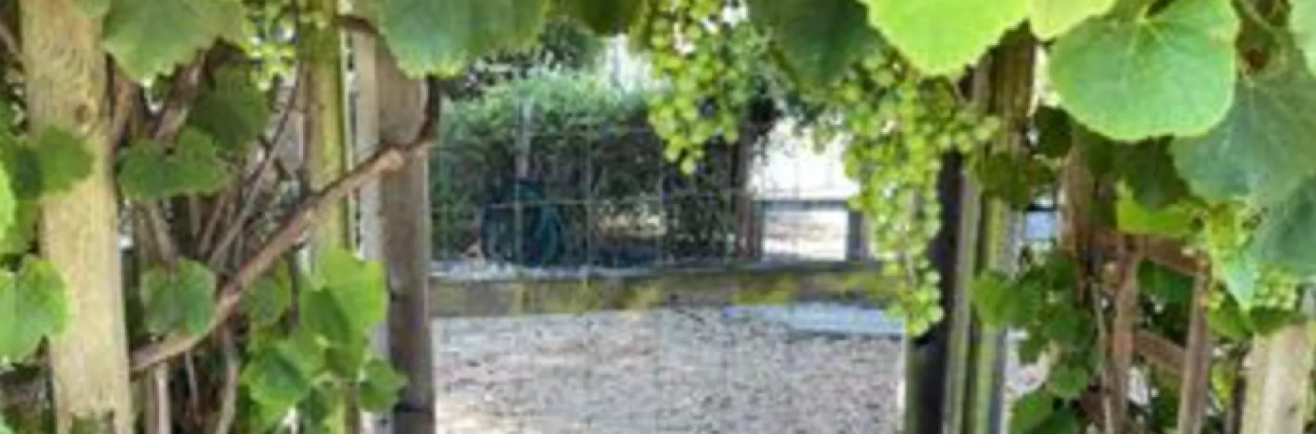 California wild grape vines supported by a wooden arbor at the entrance to a garden