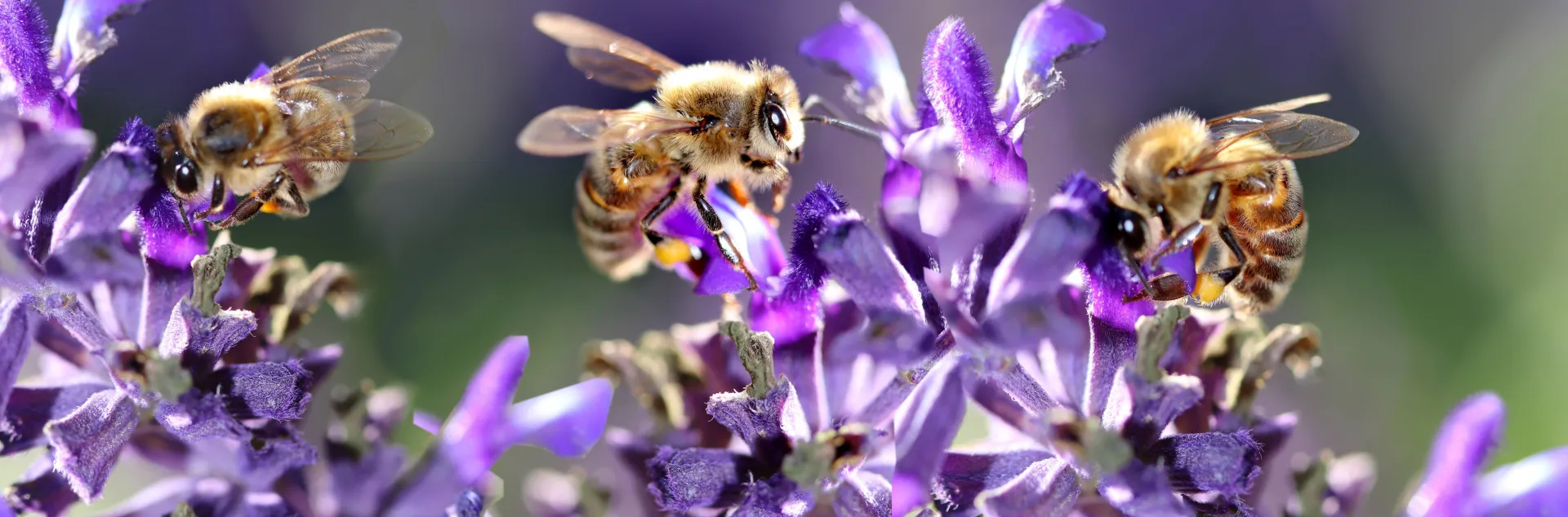 Closeup photo of three bees foraging among purple salvia blossoms