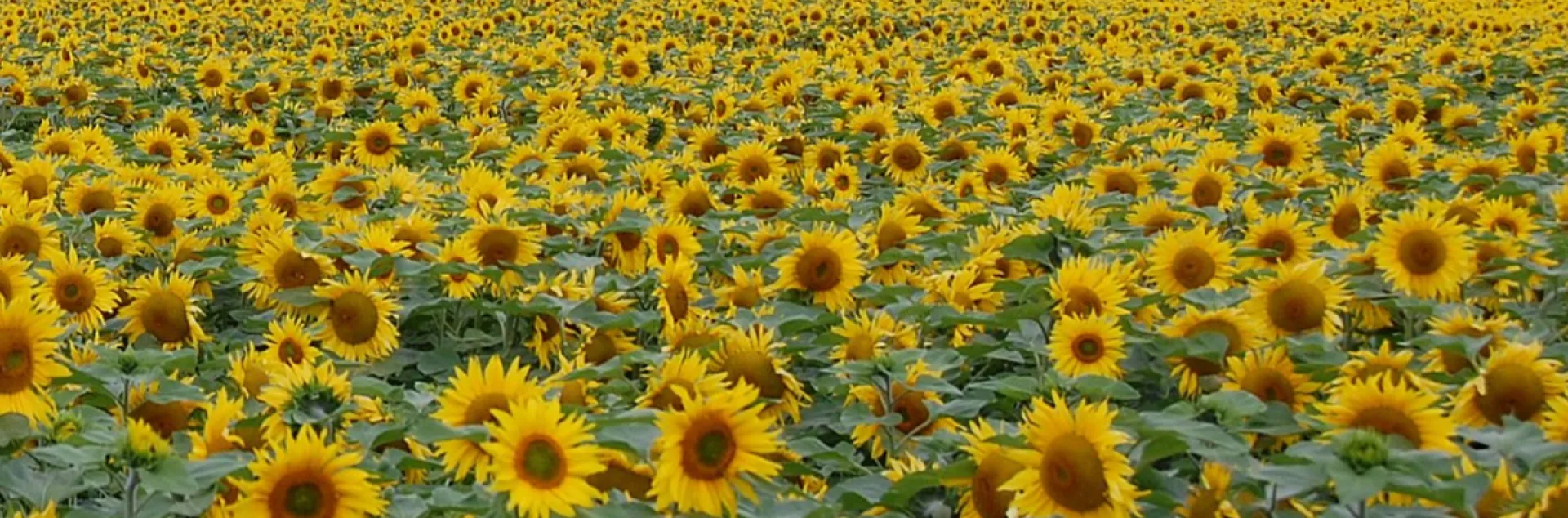A field of sunflowers
