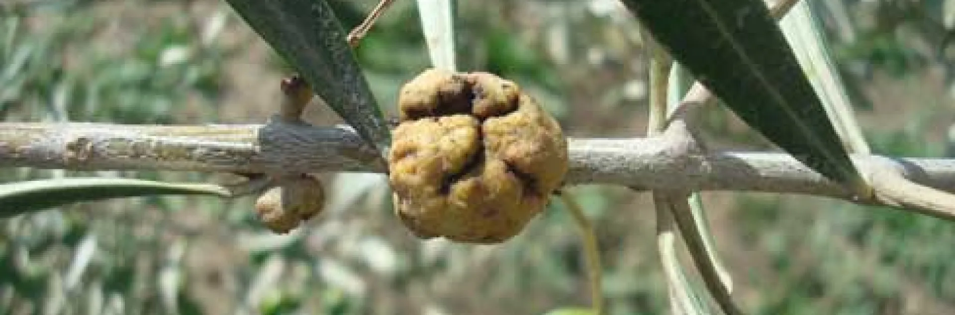 Olive knot galls form on twigs at sites of infection by Pseudomonas savastanoi. Credit: Elizabeth J. Fichtner