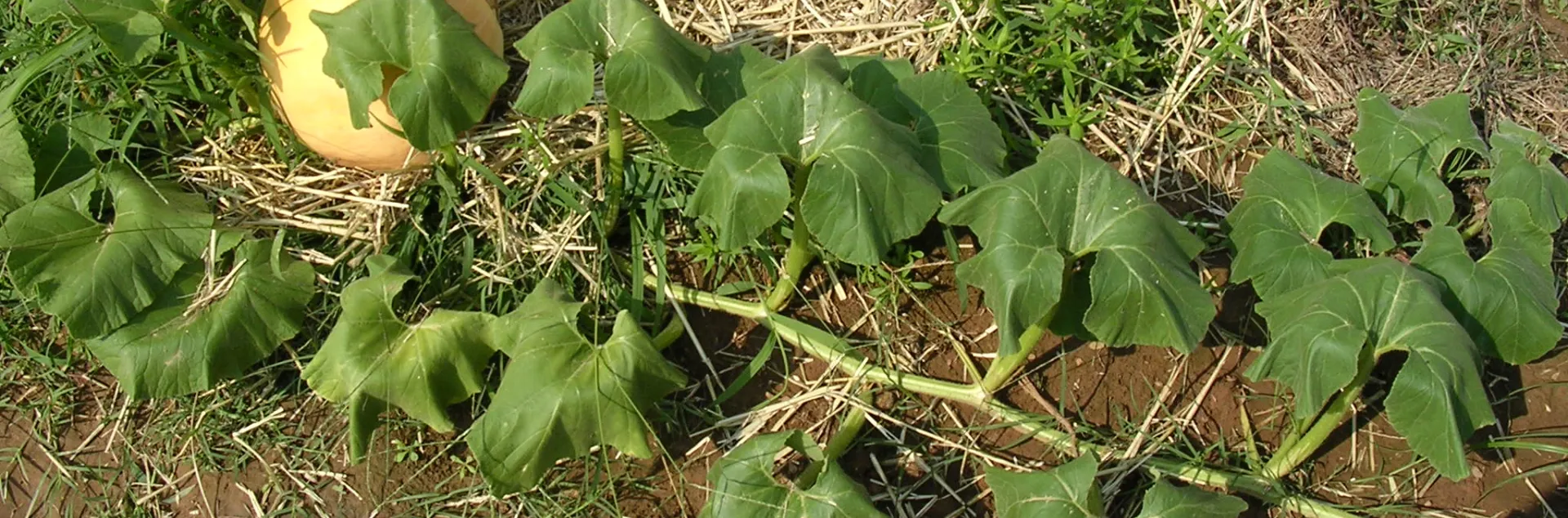 A pumpkin vine showing wilting symptoms even while being well-watered.