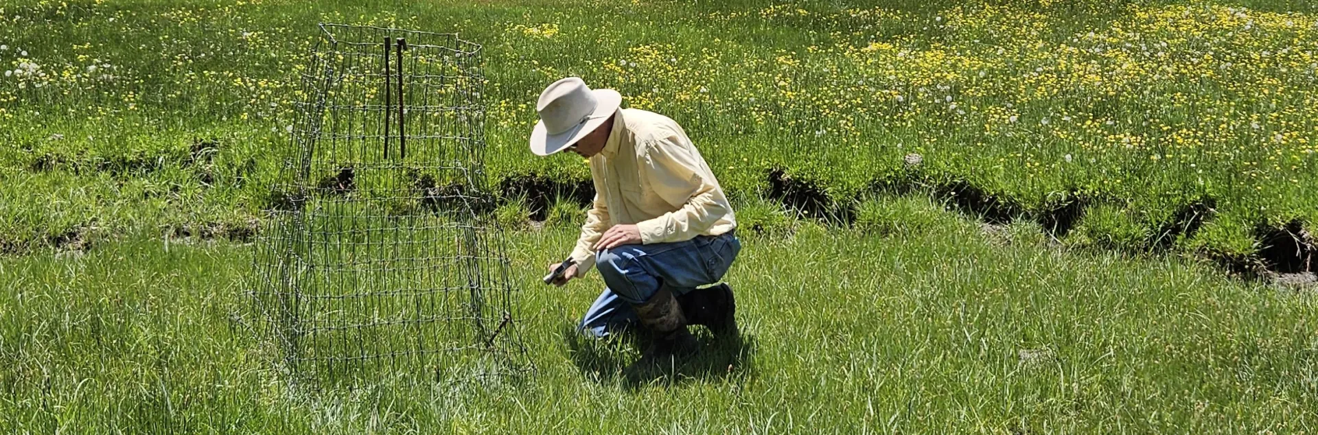 David kneeling in green field putting a protective wire screen around something