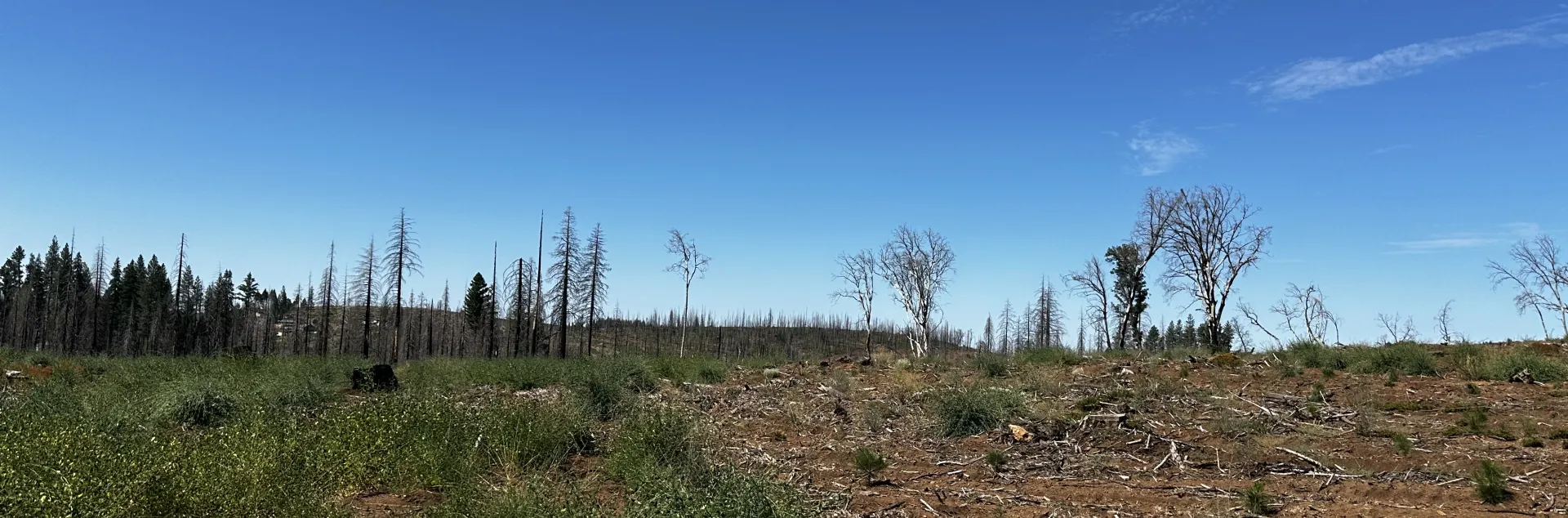 Side by side comparison of a landscape with some herbicide treatment and no herbicide treatment.