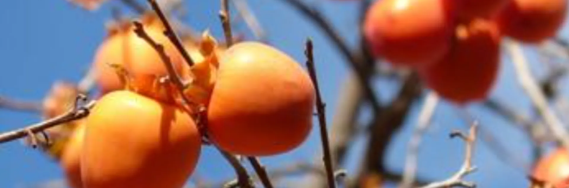 Hachiya persimmons shine like ornaments in the late fall