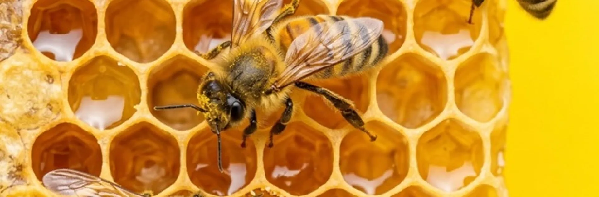 inside honeycomb with bees working