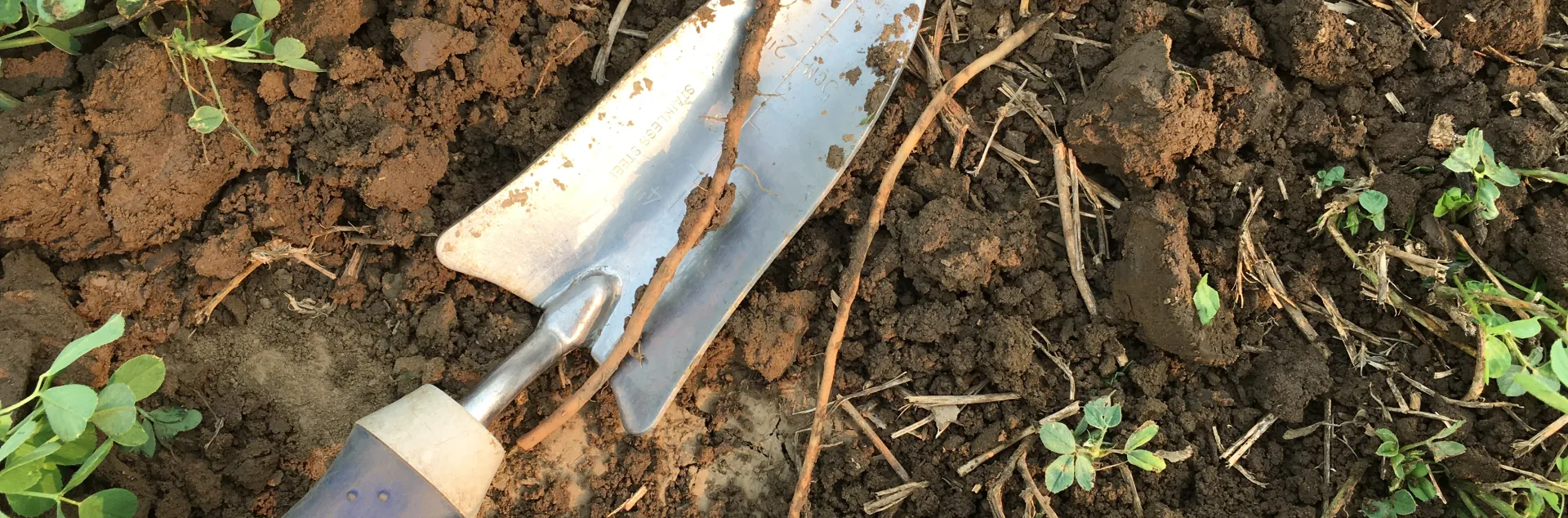 Alfalfa plants with hand trowel sitting on soil