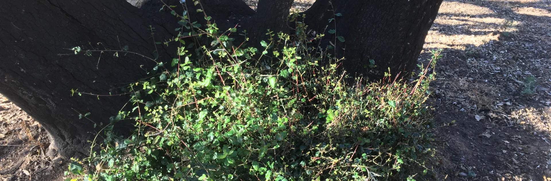 oak resprouts at the base of a burned tree.