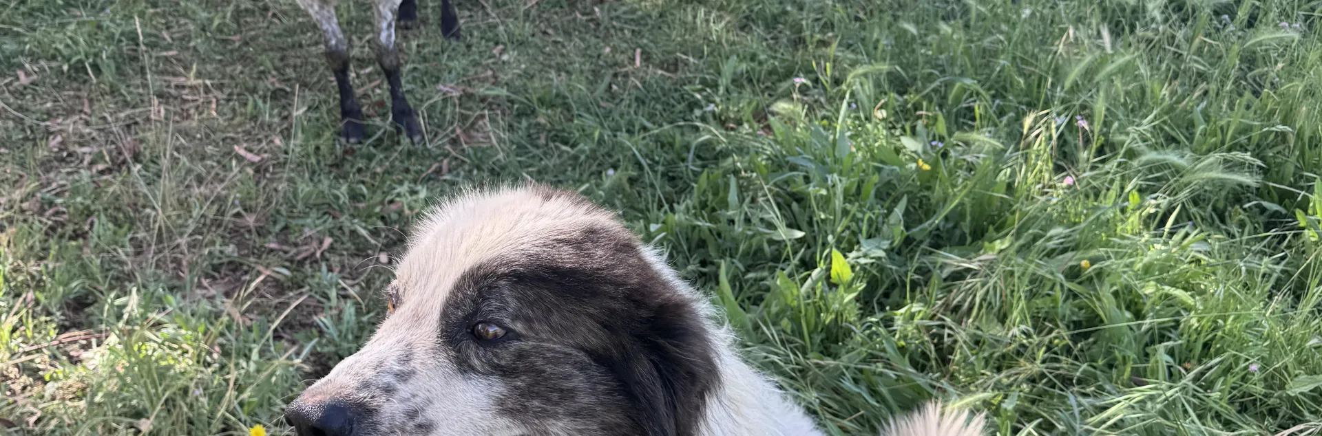 Image of a Livestock Guardian Dog with Sheep in a Field.