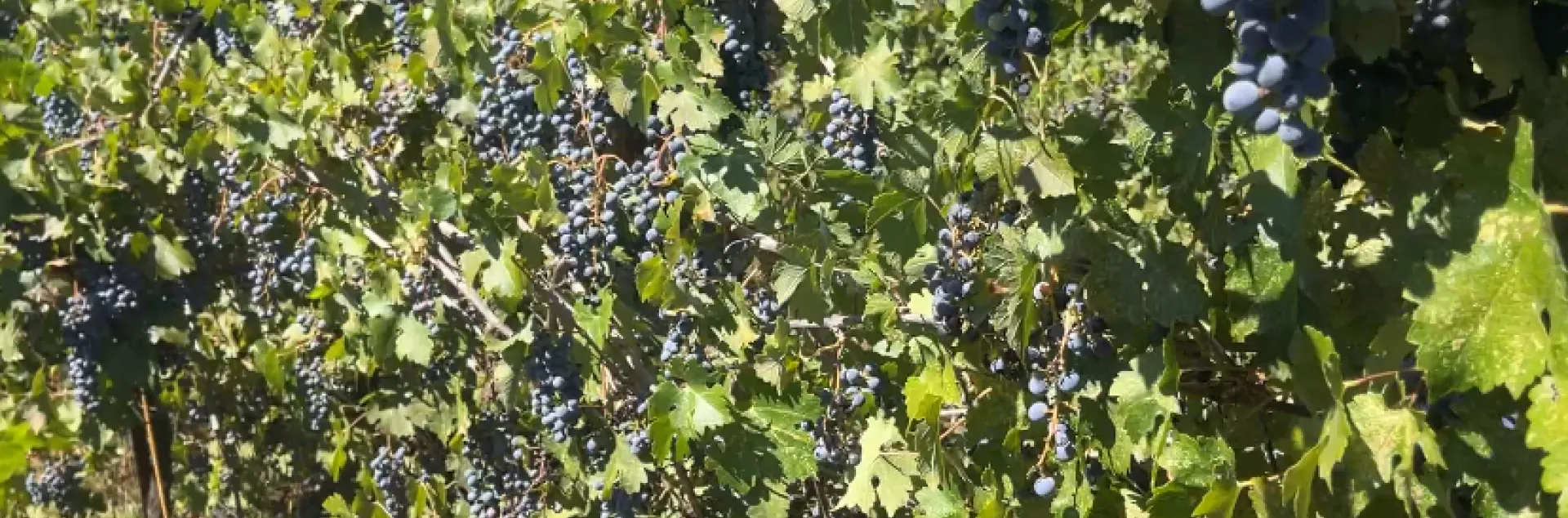 Many clusters and grapes on a vine in an unpruned, mothballed vineyard