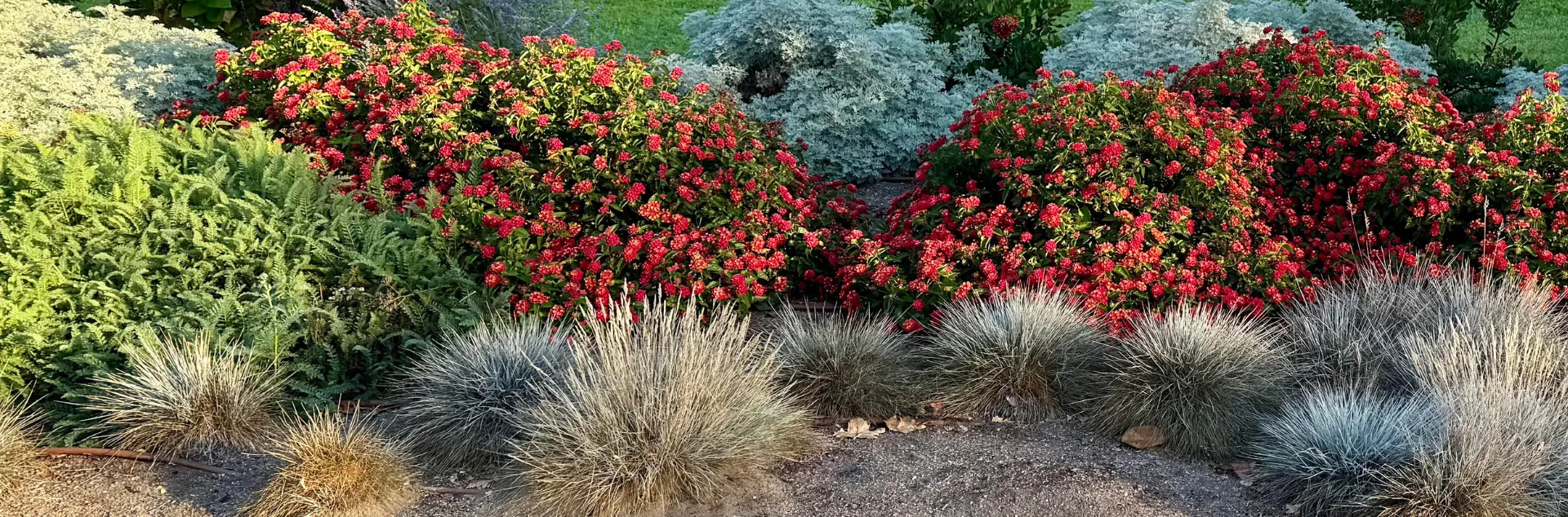 Garden bed with heat-tolerant plants