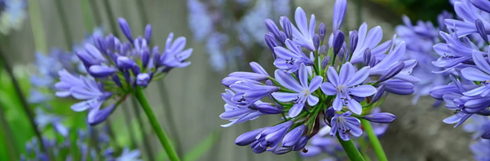 Blue multi-blossom flowers