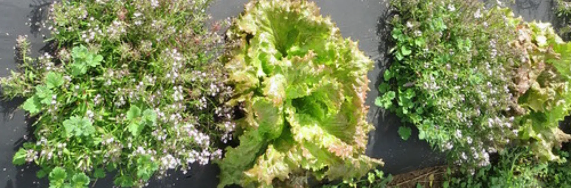 Lettuce planted in a bed with flowers
