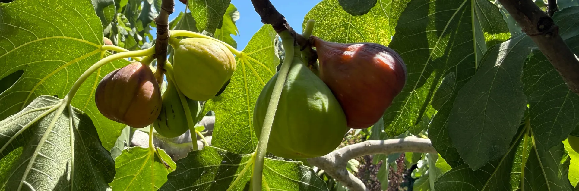 Figs