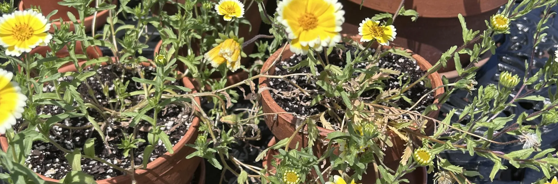 native plants planted in containers