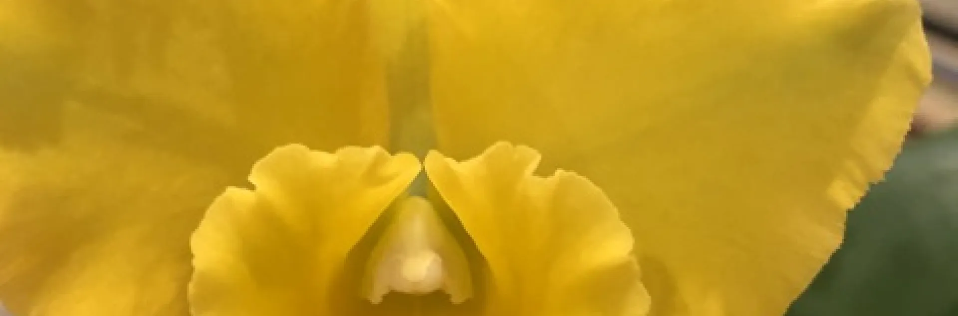 Yellow orchid flower in bloom 