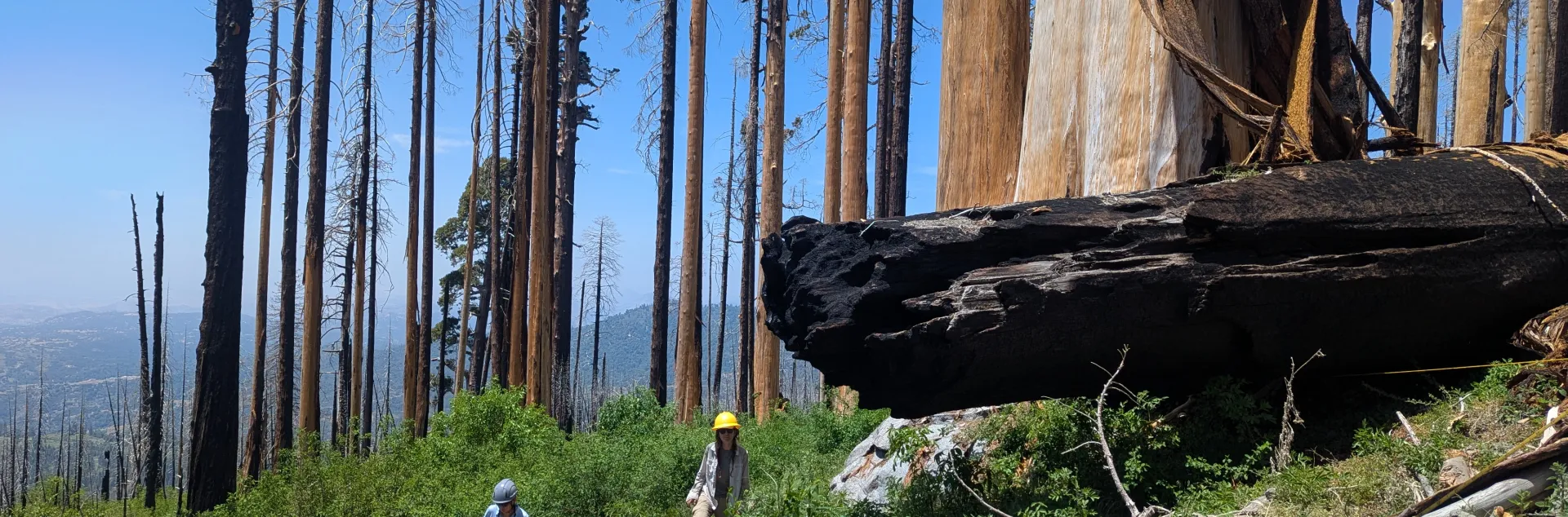 Giant sequoias post-fire.