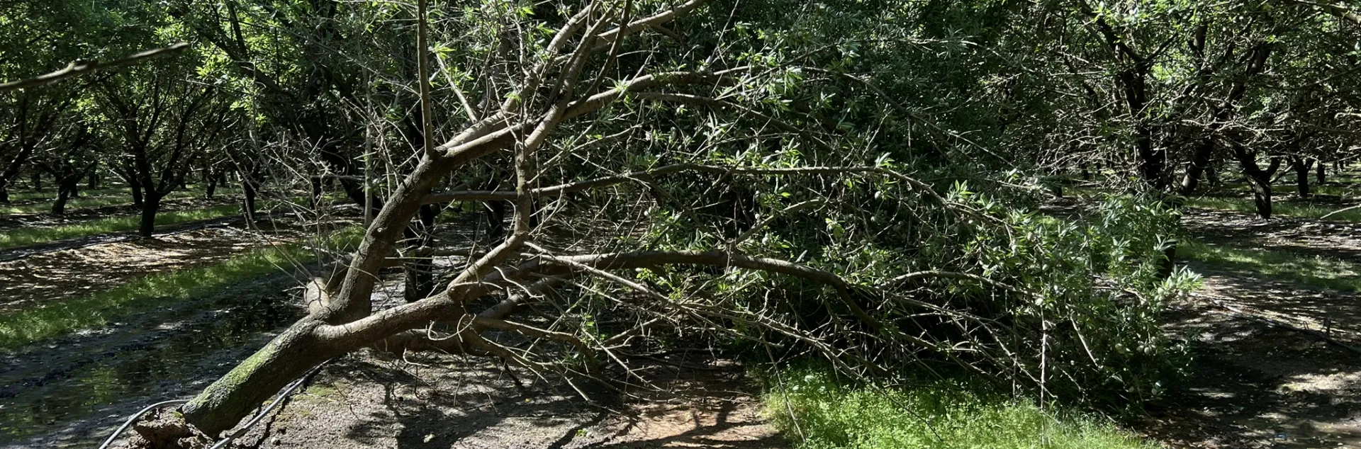 Almond tree failure due to butt rot