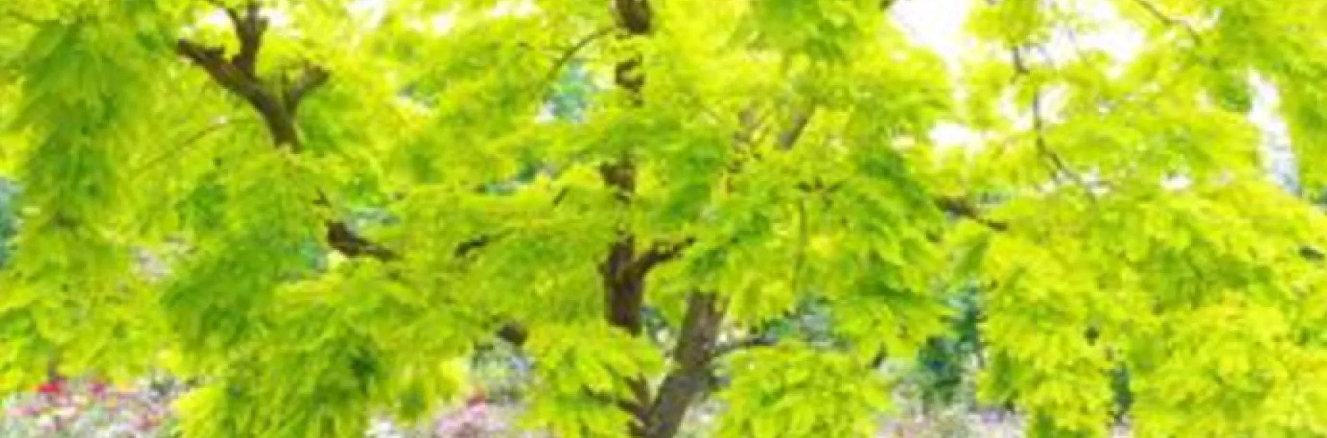 Robinia pseudoacacia 'Frisia' is a stunning tree with bright yellow leaves in spring that turn to chartreuse in summer
