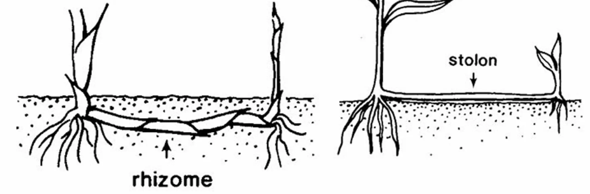 Pencil drawing of rhizomes below the surface and stolons above the surface