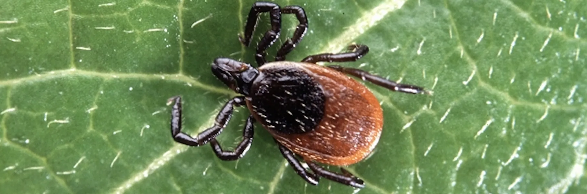 blacklegged tick on a leaf