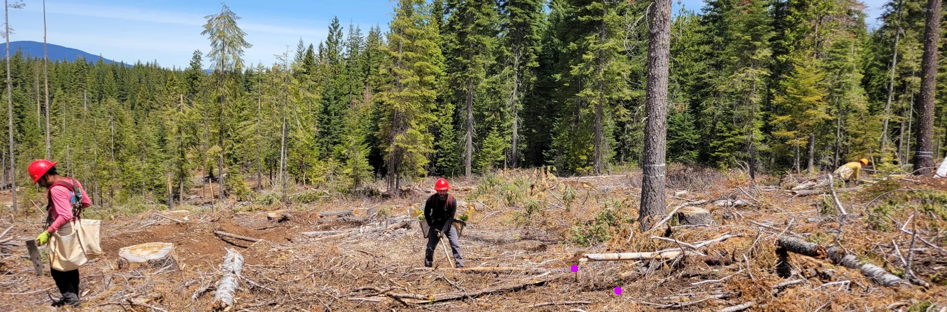 Seedlings, highlighted by purple dots, are being planted in a grid pattern by contractors.