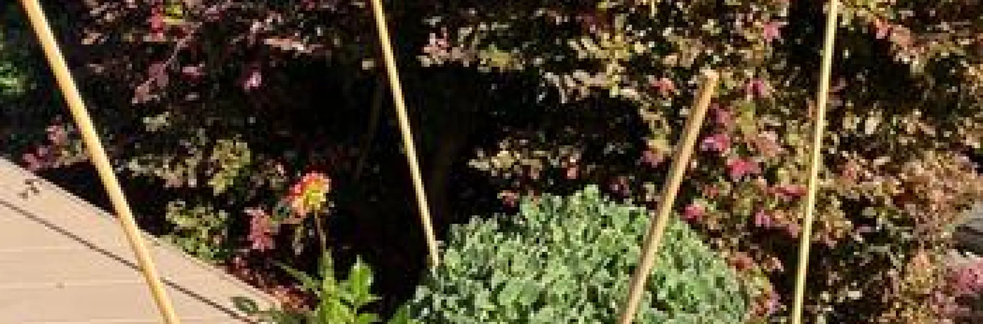 Staked container plants preparing for frost or inclement weather