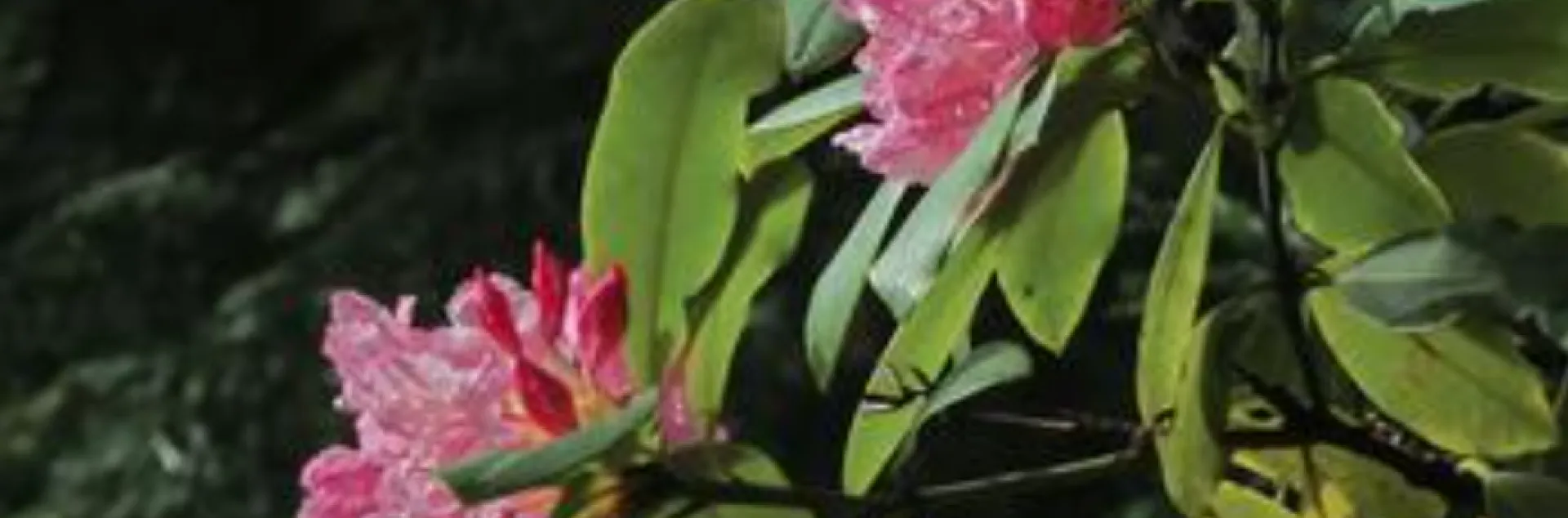 The Pacific Rhododendron, Rhododendron macrophyllum sharing its large clusters of blooms