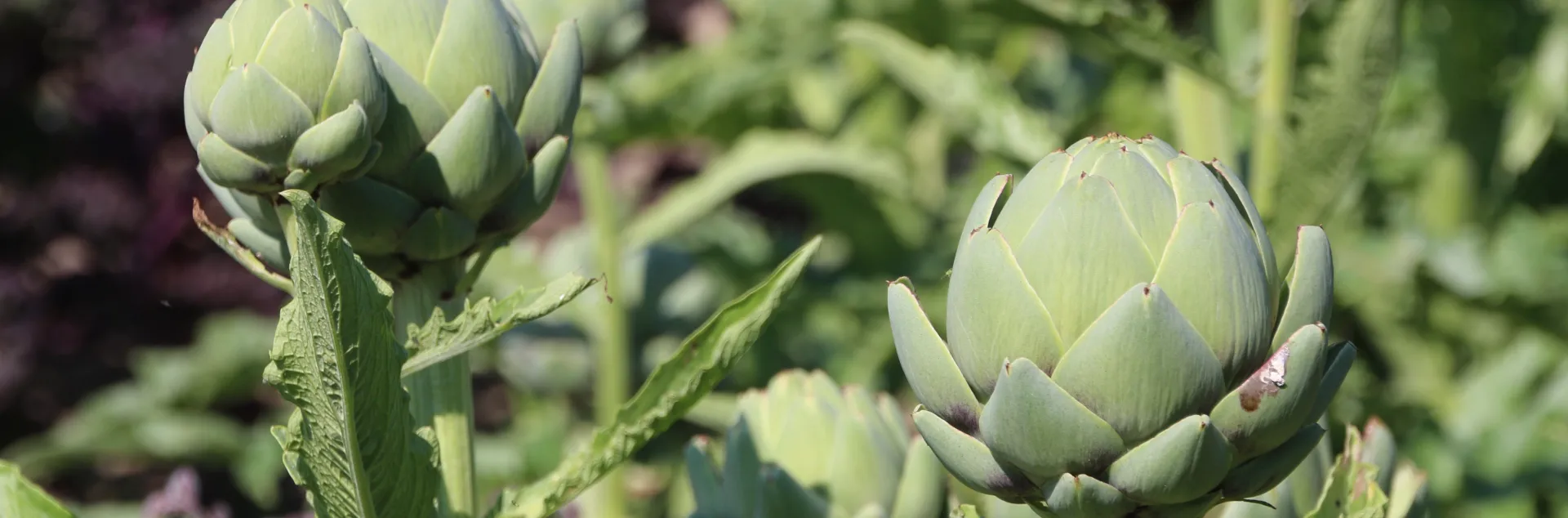 artichokes growing on a plant