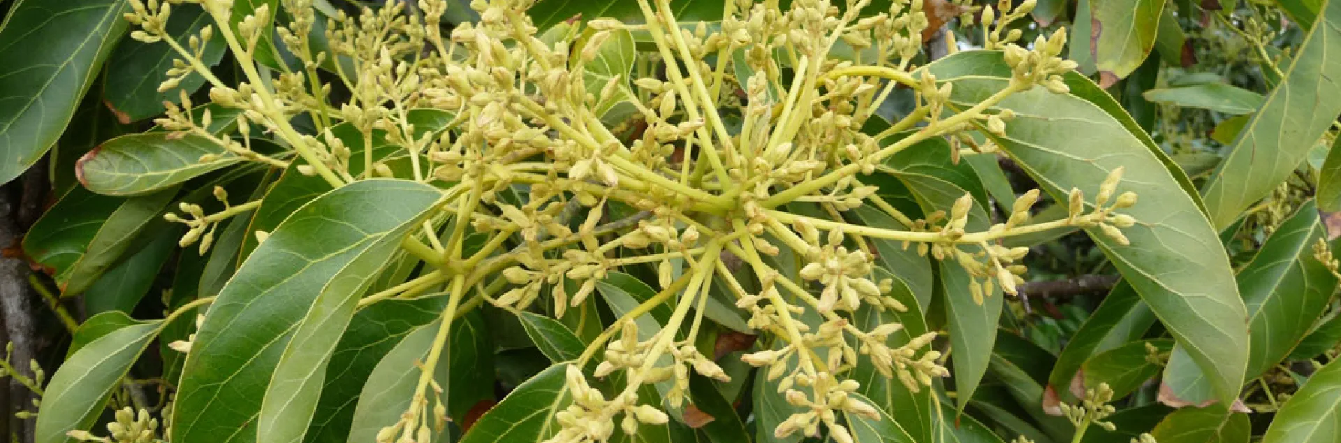 avocado flowers