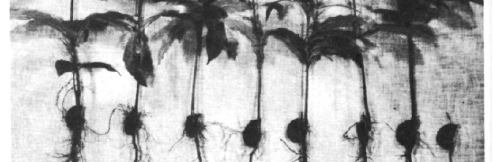 avocado rootstock seedlings