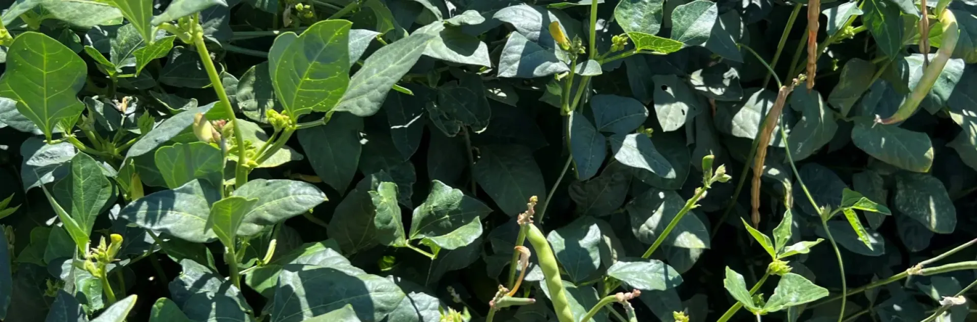 bean plants for dry bean harvest