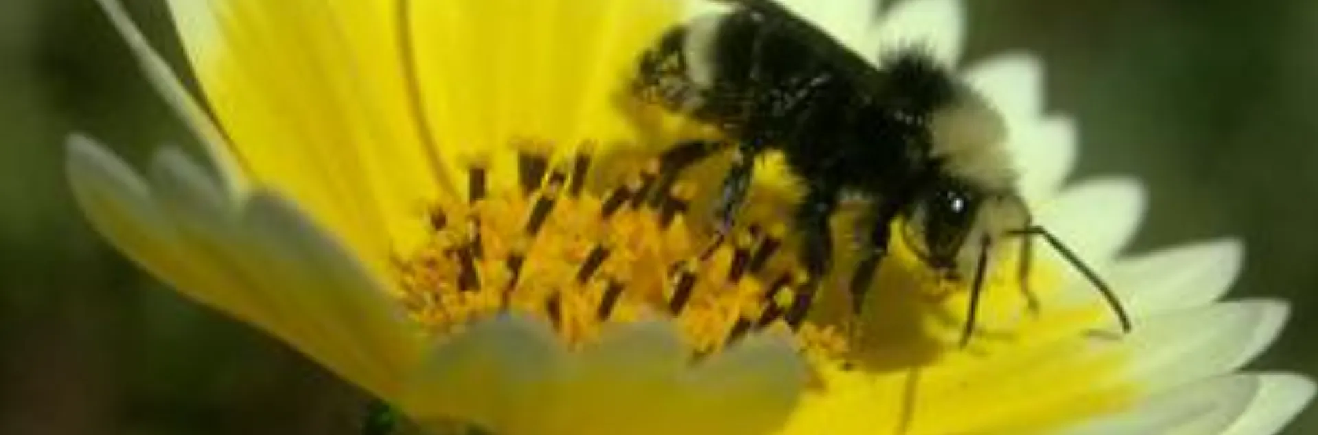 bee pollinating a daisy