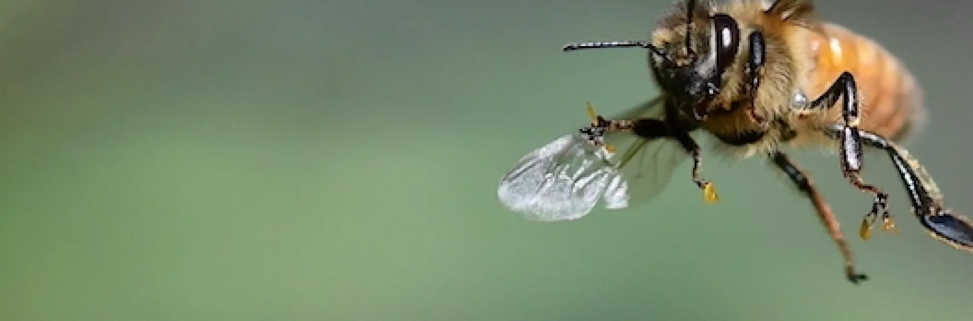 Honey bee with pollinia on its legs (Photo by Kathy Keatley Garvey)