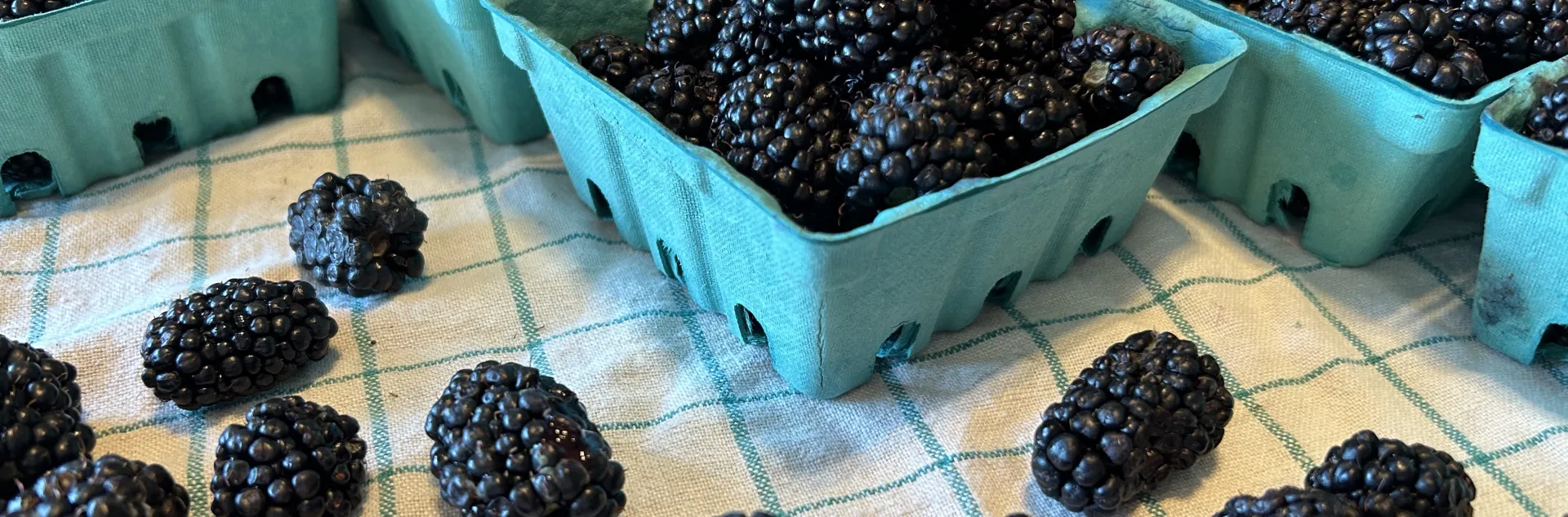 six half-pint containers of fresh blackberries and loose blackberries on a towel