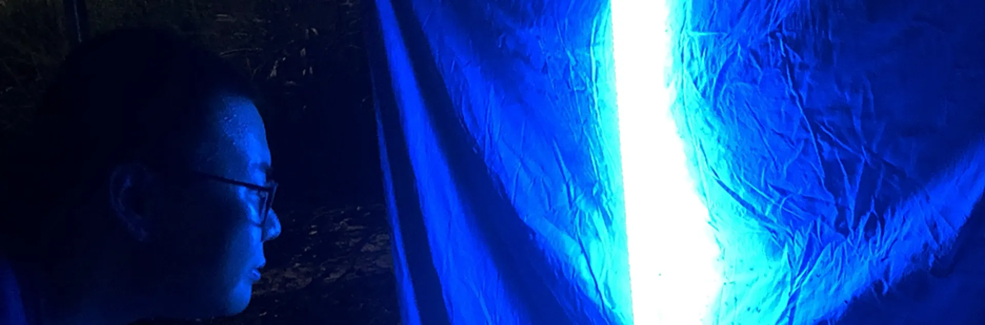 Blacklighting at the Bohart Museum of Entomology.