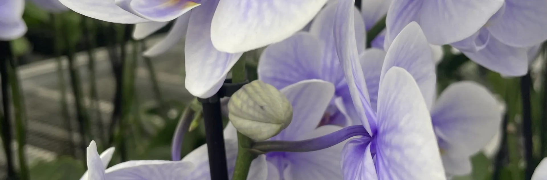 Blue orchid in a commercial greenhouse.
