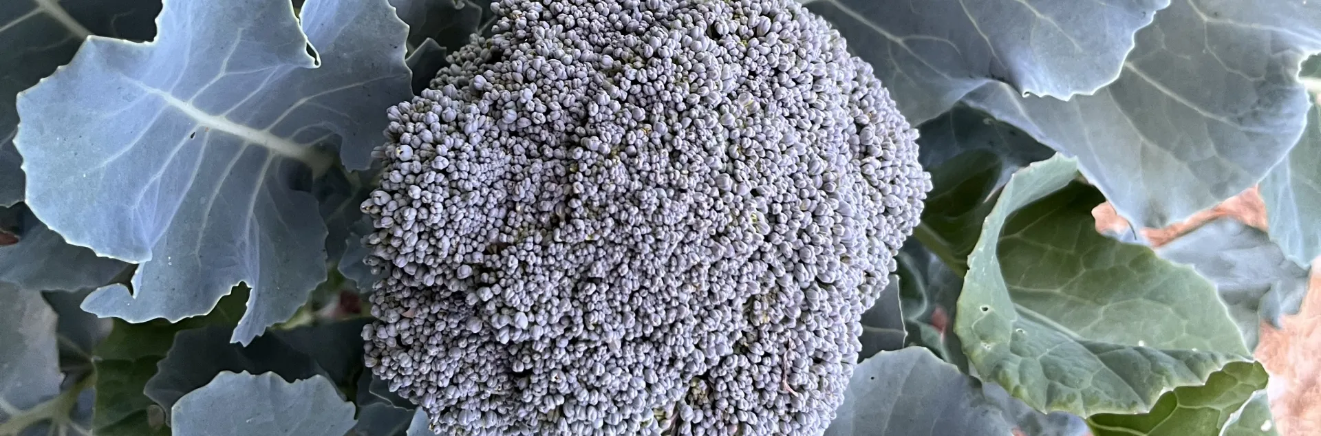 Unpicked broccoli head surrounded by green leaves