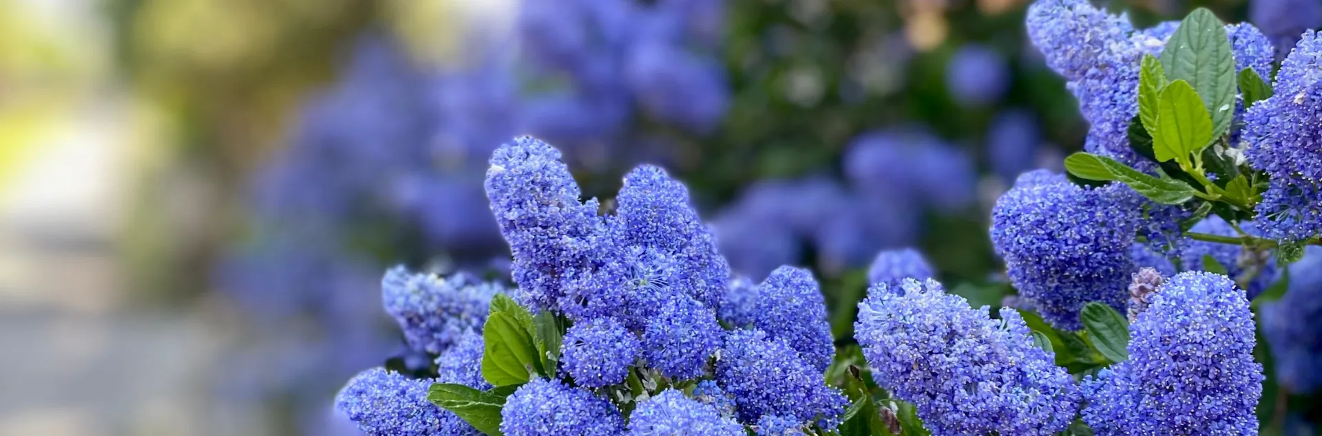 Purple and blue hued ceanothus plant that is growing in a garden bed.
