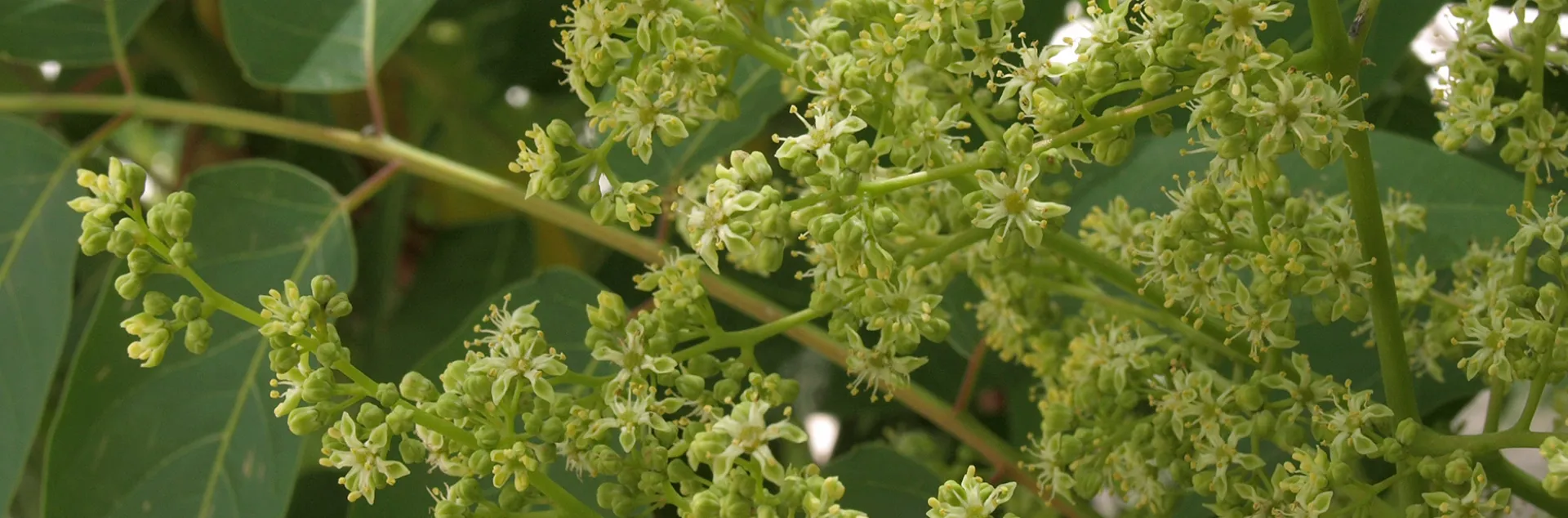 Branch and flowers of the invasive plant Key-of-Heaven