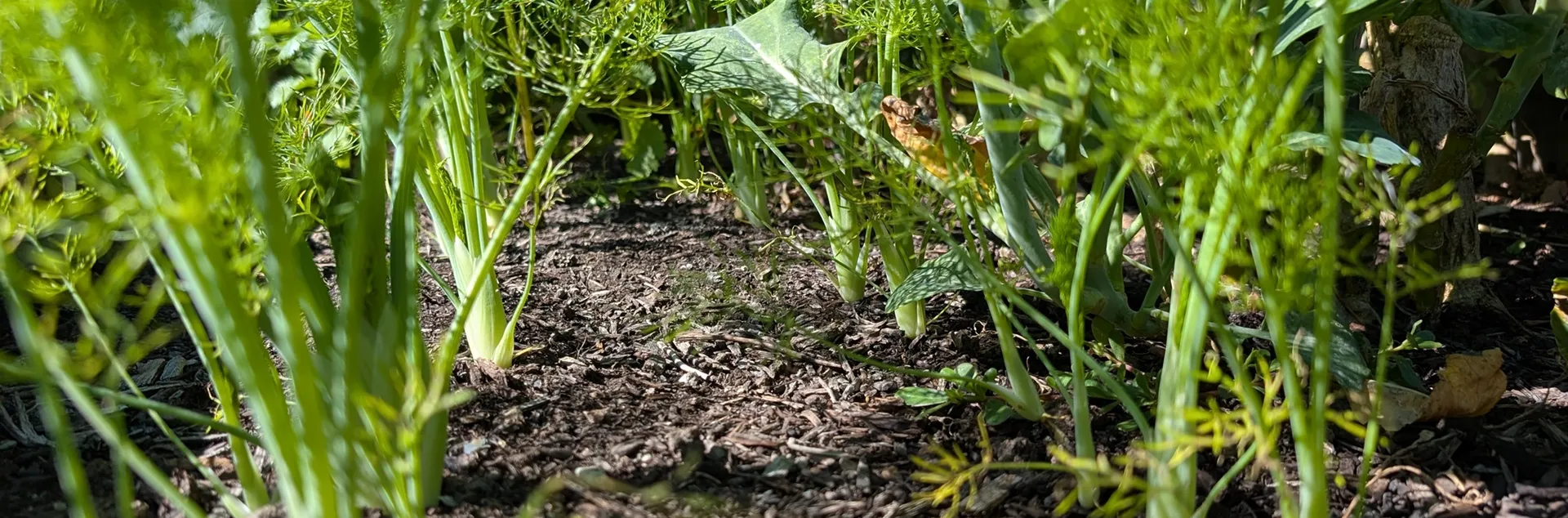 tips for growing fennel in your garden