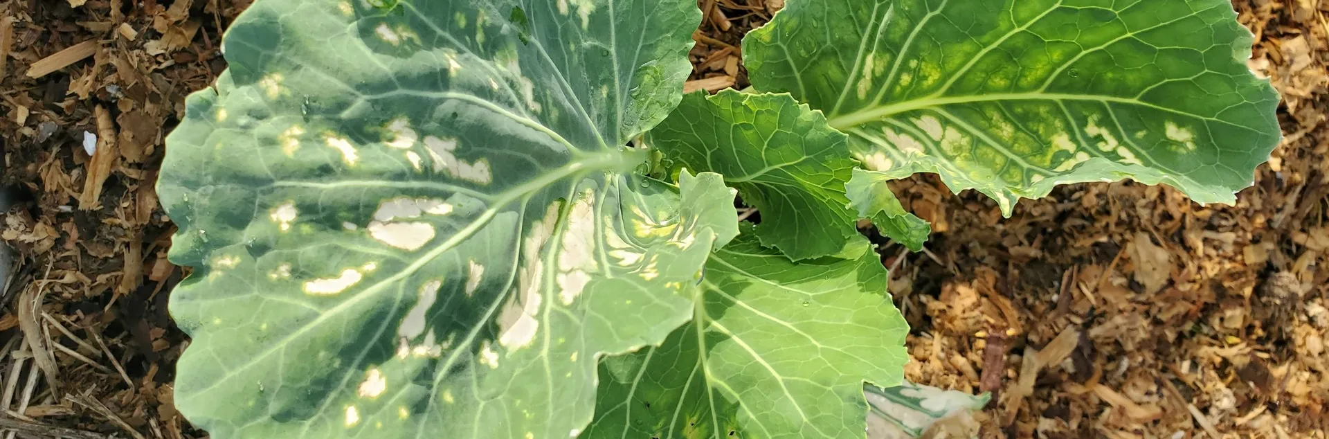 Fertilizer burn on cabbage leaves