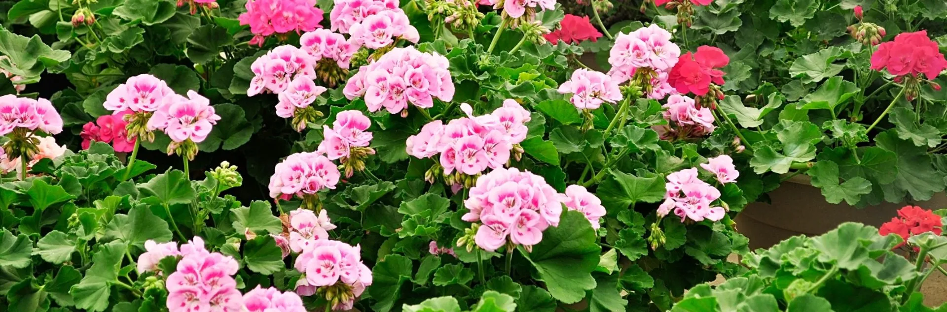 Green geranium plants with pink and red blossoms.
