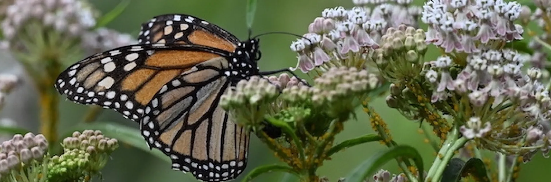 Monarch in flight