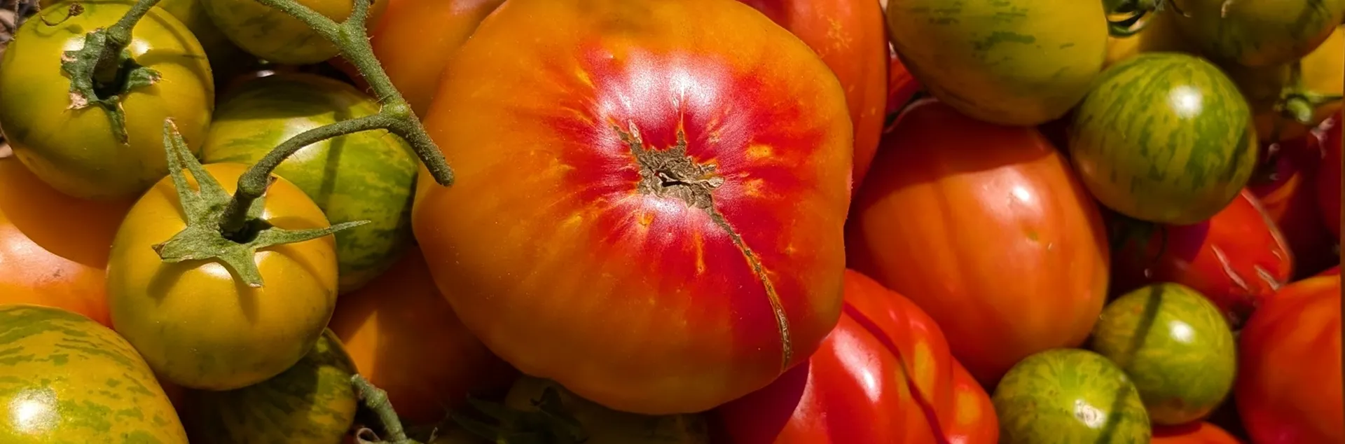 learn about growing heirloom tomatoes in Sonoma County