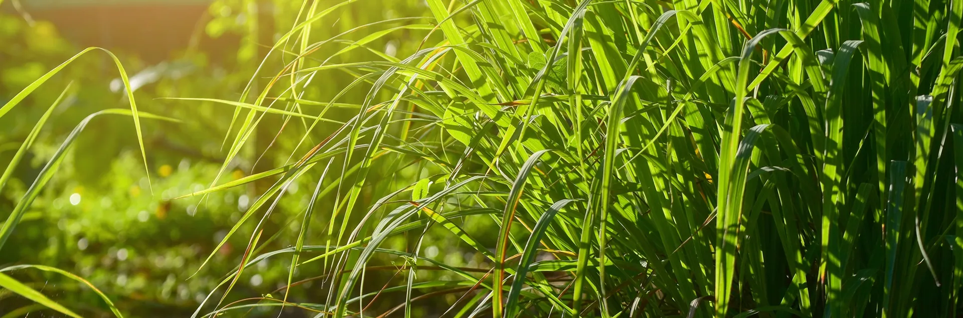 tips for growing lemongrass in Sonoma County