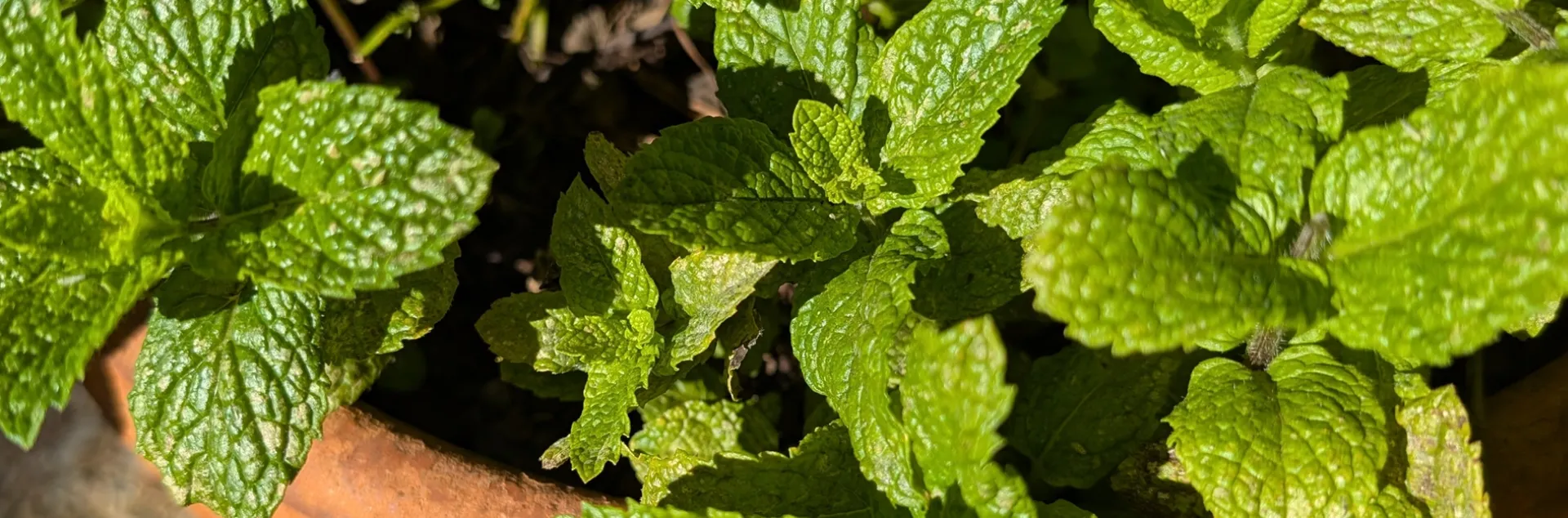 information on growing mint in Sonoma County